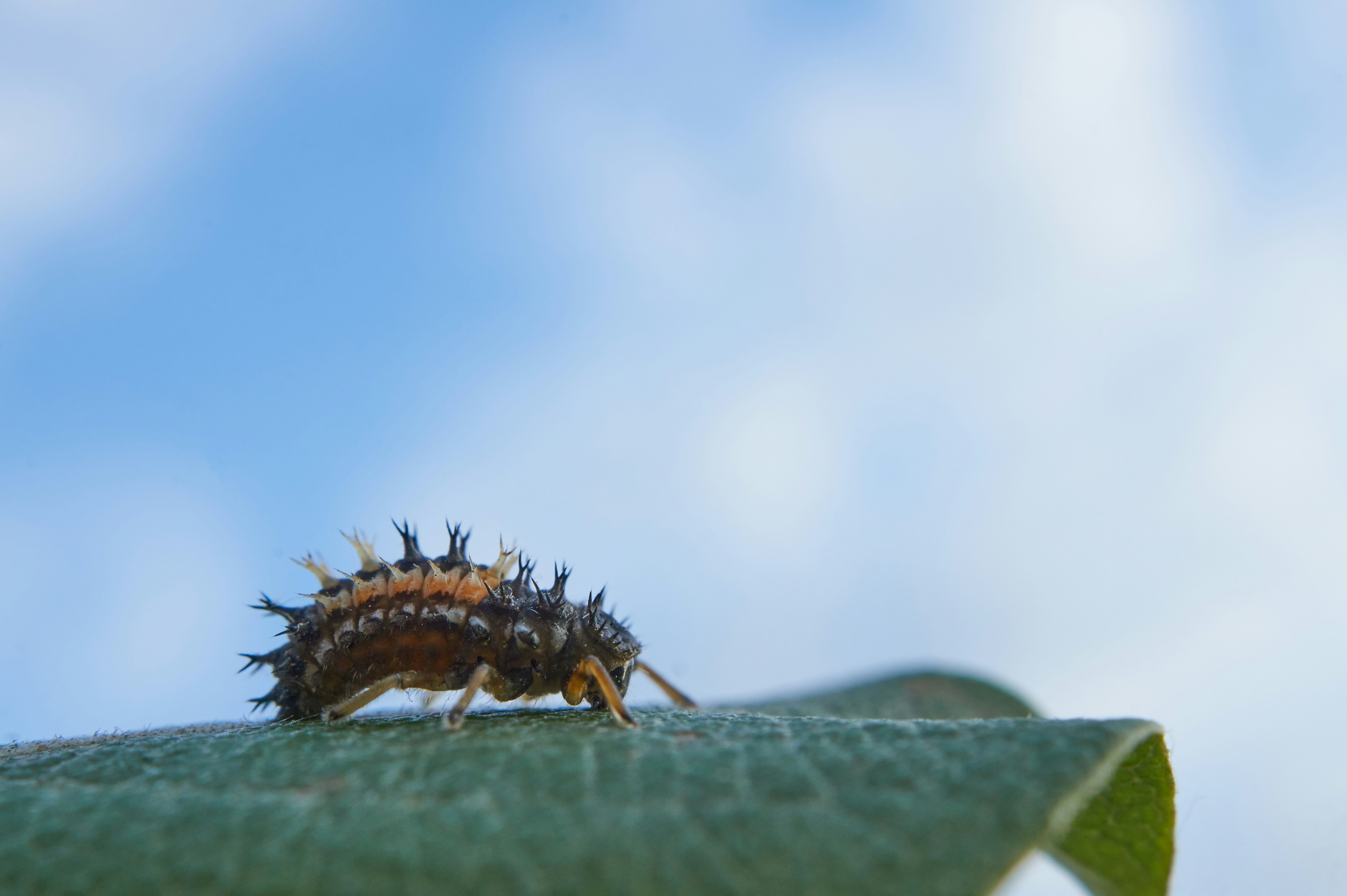 brown and black caterpillar on green leaf in close up photography during daytime
